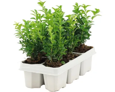 Obrázek produktu pro Zimostráz FloraSelf Buxus sempervirens 10-15 cm 6 ks