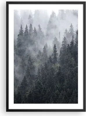 Produktbild von Gerahmtes Poster - Schwarzer Rahmen - Wald Baum Natur - 50x70 cm - Wand Bild - Wanddeko - Wandbilder - Kunstposter - Wandposter - Bilderrahmen - Bilder - Kunstdruck - Wandbild - P2BPA50x70-4074