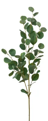 Produktbild von Kunstpflanze EUKALYPTUSZWEIG 115cm. Eucalyptus GRÜN