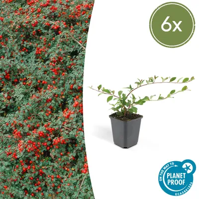 Obrázek produktu pro Půdopokryvná rostlina – Cotoneaster dammeri – skalník kobercový – 9cm květináč – sada 6 rostlin
