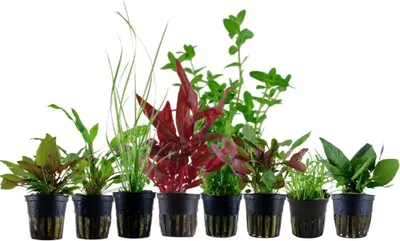 Produktbild von Pflanzen Set für 60l Aquarien mit 8 Topf Aquarium Wasserpflanzen AquaOne Nr.136