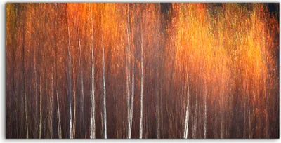 Produktbild von Coloray Acrylbild 140x70  Wandbild Acrylbilder Landschafts Wald Malerei Herbst Wald