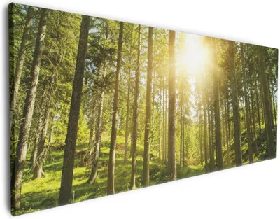 Produktbild von Wallario Premium Leinwandbild Sonnenstrahlen im Nadelwald mit Moos und Farn in Größe 80 x 200 cm