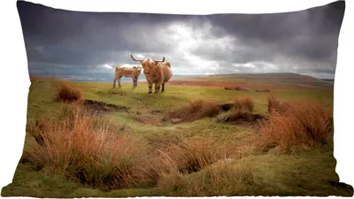 Produktbild von MuchoWow® Zierkissen Sofakissen Wohnzimmer Dekokissen 60x40 cm Schottische Hochlandrind - Schottische Kuh - Landschaft - Kopfkissen - Polster mit Foto