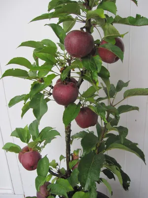 Produktbild von Malus Red Crimson - Säulenapfel Red Crimson - 80-100cm