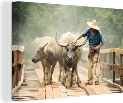 Produktbild von OneMillionCanvasses® - Leinwandbilder - 140x90 cm, Geführte Stiere in Thailand, Wandbilder Kunstdruck Wanddekoration