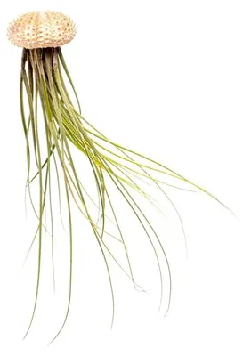 Obrázek produktu pro Gardners Medusa ROSE s Tillandsií Juncea