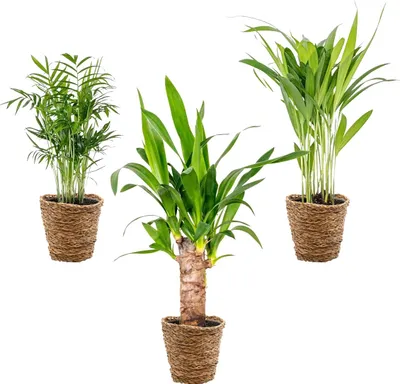Produktbild von 3x Tropische Palmen Mischung inkl. Korb aus Seegras – ⌀12 cm – ↕20-45 cm