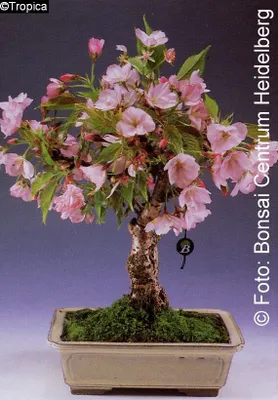 Produktbild von Tropica Bonsai: Blüten- und Zierkirsche