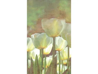 Produktbild von Fototapete - White Tulips Abstract 150x250cm - Vliestapete