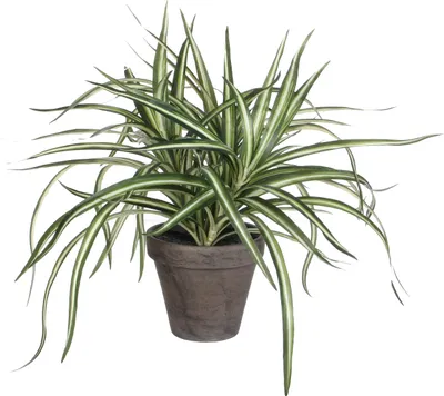 Produktbild von Mica Decorations Dracaena Kunstpflanze im Blumentopf Stan - H34 x Ø40 cm - Weiß