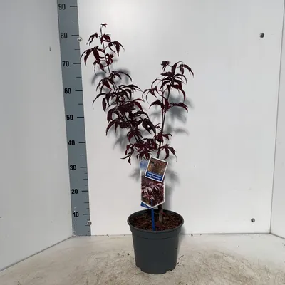 Immagine prodotto di Acer pal. 'Red Emperor' - Acero giapponese | 60+ cm in vaso