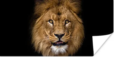 Produktbild von MuchoWow® Poster Löwe - Porträt - Schwarz - Tiere 120x60 cm - Bild
