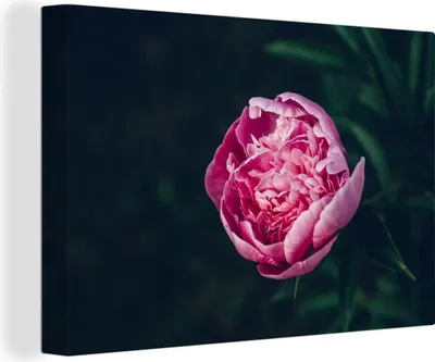 Zdjęcie produktu dla OneMillionCanvasses® - Obrazy na płótnie - 140x90 cm, Kwiaty - Różowy - Róże, Dekoracja ścienna - Zdjęcie na płótnie - Obraz na drewnianej ramie
