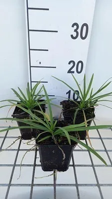 Imagen del producto de Agapanthus 'Headbourne Hybrids' - Lirio ornamental | Maceta de 9x9 cm