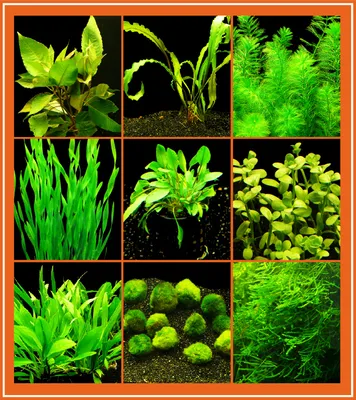 Produktbild von Easy-Set 3 - Einfach Zu Pflegende Aquarienpflanzen 60L