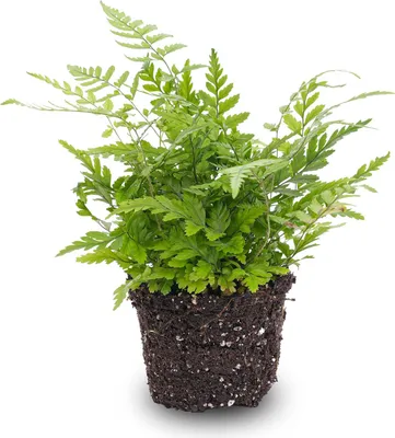 Produktbild von Athyrium spicatum - Zimmer/Terrarium pflanze