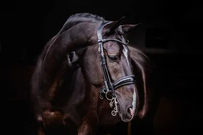 Produktbild von PS of Sweden Kandare Passage Lack Kandarenzaum Schwarz Cob