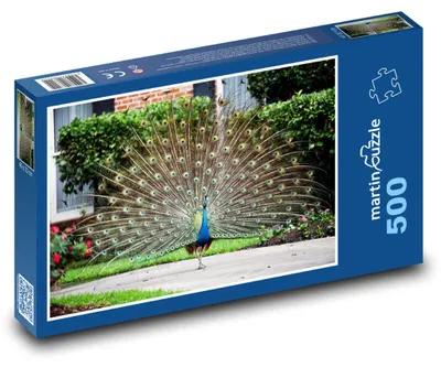Produktbild von Puzzle 500 Prächtiger Pfauentanz im Garten - martinpuzzle
