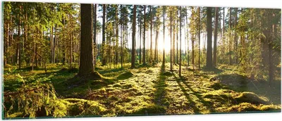 Produktbild von Bilder auf glas - Wald Baum Natur - 140x50cm - Glasbilder - Wandbilder - Kunstdruck - zum Aufhängen bereit - Wanddekoration aus Glas - Glas Bilder - Wandbild auf Glas - Einteilig - GAB140x50-3724