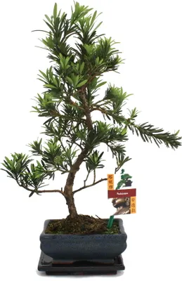 Zdjęcie produktu dla Bonsai cis pospolity - Podocarpus macrophyllus - ok. 6 lat