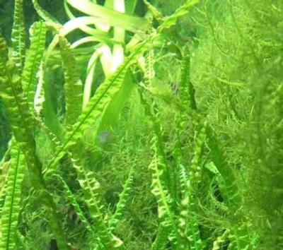 Produktbild von XL Asien Wasserpflanzen Set für 300-350 l Aquarium
