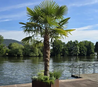 Produktbild von Palme Trachycarpus Fortunei, Chinesische Hanfpalme, Gesamthöhe:zwischen ca.: 270cm-300cm Winterhärte bis –19 °C, Faserbedeckter Stamm, Stamm: ca.150cm