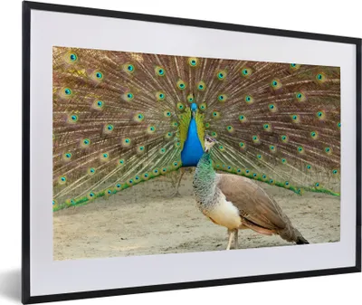 Produktbild von MuchoWow® MuchoWow® Gerahmtes Poster Pfaue - Vögel - Federn 60x40 cm - Poster mit zchwarzem Bilderrahmen - Schlafzimmer - Plakat in Rahmen - Drucken