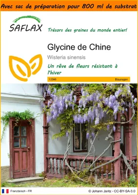 Image de SAFLAX Garden in the bag - Glycine de Chine - 4 graines - Wisteria