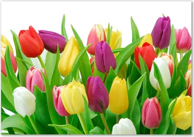 Produktbild von Tulup® Leinwandbild - 100x70 cm - Wandkunst - Drucke auf Leinwand - Leinwanddruck  - Blumen & Pflanzen - Mehrfarbig - Bunte Tulpen