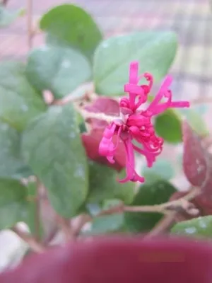 Produktbild von Riemenblüte Daybreak Flame - Loropetalum chinense Daybreak Flame