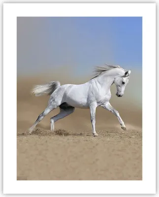 Produktbild von Poster - Poster ohne Rahmen - Pferd weiß Tier - 40x50 cm - Wand Bild - Wanddeko - Wandbilder - Kunstposter - Wandposter - Bilder - Kunstdruck - Wanddekoration - Wandbild - P2XPA40x50-0167
