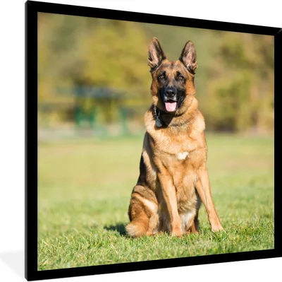 Produktbild von MuchoWow® Gerahmtes Poster Deutscher Schäferhund in der Sonne sitzend 40x40 cm - Poster mit Schwarzem Bilderrahmen Wandposter Rahmen Foto Bilder - Mit Rahmen - Wanddekoration Schlafzimmer