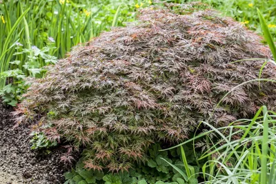 Produktbild von Acer palmatum 'Dissectum Garnet', Japanischer Ahorn, rotlaubig, 30–40 cm