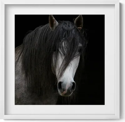 Produktbild von Kopf eines Schimmelpferdes– Wandbild mit Rahmen – Gerahmtes Bild  – Wanddekoration – 50x50 cm –  Weiß Rahmen