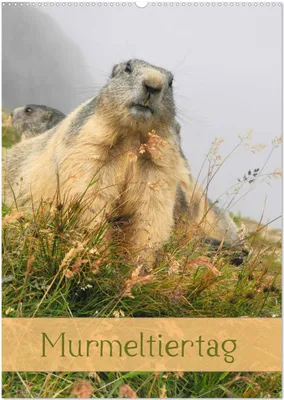 Produktbild von Murmeltiertag (Wandkalender 2025 DIN A2 hoch), CALVENDO Monatskalender