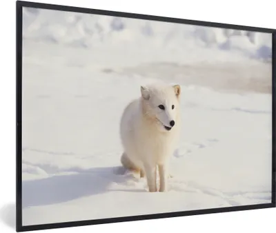 Produktbild von MuchoWow® MuchoWow® Gerahmtes Poster Fuchs - Schnee - Weiß 90x60 cm - Poster mit zchwarzem Bilderrahmen - Fotorahmen - Foto-Plakat