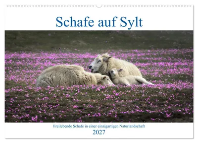 Produktbild von Schafe auf Sylt (Wandkalender 2027 DIN A2 quer), CALVENDO Monatskalender