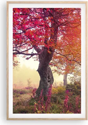 Produktbild von Gerahmtes Poster - Rahmen in heller Eiche - Baum Natur Wiese - 61x91,5 cm - Wand Bild - Wanddeko - Wandbilder - Kunstposter - Wandposter - Bilderrahmen - Bilder - Kunstdruck - Wandbild P2NPA61x91-3658