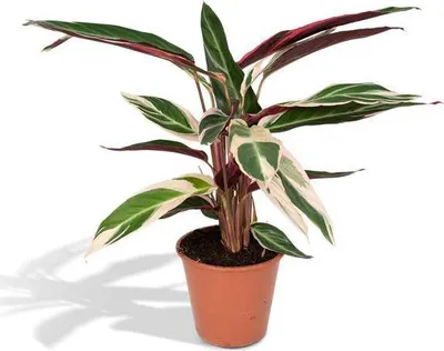 Obrázek produktu pro Calathea Triostar – Ø 17 cm, výška 60 cm – tropická pokojová rostlina s růžovo-zeleno-bílým vzorem na listech – nenáročná na péči – vhodná do míst s nepřímým světlem – čistí vzduch