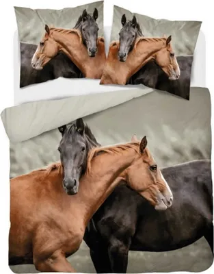 A close-up of two horses, one brown and one black, with their heads resting on each other.