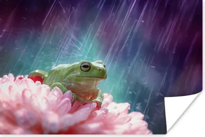 Produktbild von MuchoWow® Poster Frosch - Blumen - Regen 180x120 cm - Fotoplakat