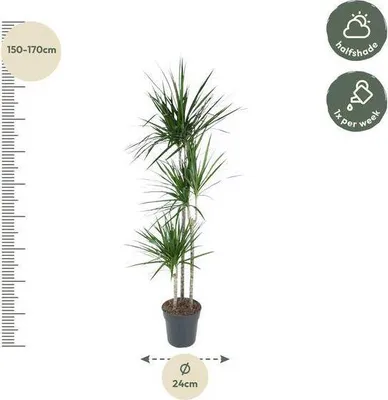 Produktbild von Drachenbaum Dracaena Marginata 160cm Ø24cm Zimmerpflanze mit roten Blatträndern
