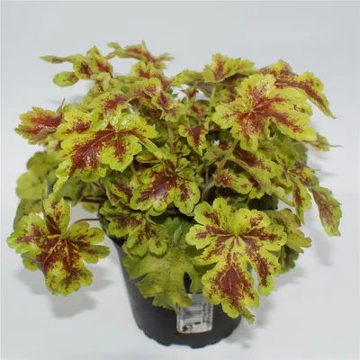 Produktbild von Heuchera / Heucherella 'Solar Power' - Purpurglöckchen 'Solar Power' in Topf 12 cm - 12 cm