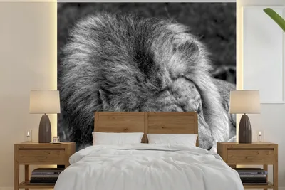 Produktbild von MuchoWow® Fototapete für Wohnzimmer oder Schlafzimmer Wandtapete Vinyl Motivtapete Löwe - Afrika - Schwarz - 280x280 cm - Hintergrundbild