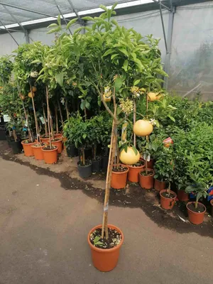 A grapefruit tree with fruits and flowers in a greenhouse or nursery.