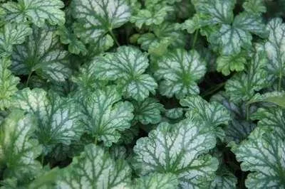 Zdjęcie produktu dla 6 x Heuchera hybr. 'Paris' - Fioletowy dzwonek - doniczka 9 x 9 cm