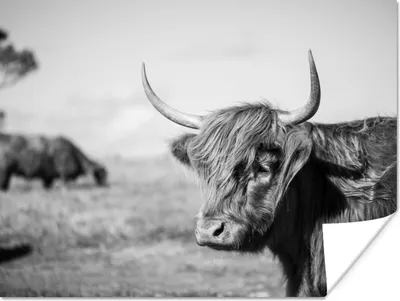Produktbild von MuchoWow® Poster Schottischer Highlander - Tiere - Schwarz - Weiß 120x90 cm - Wandbild