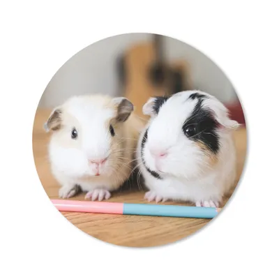 Produktbild von MuchoWow® Mauspad Mousepad Entzückende Baby-Meerschweinchen 50x50 cm - Mousepads - Maus Mat - Pad - Mausunterlage - Vinyl