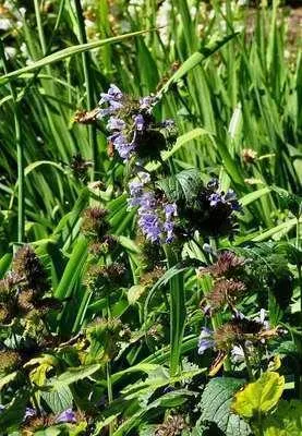 Obrázek produktu pro 6 x Nepeta subsessilis - Šanta kočičí - květináč 9 x 9 cm